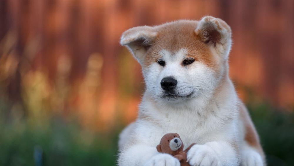 柴犬和秋田犬的区别有哪些（ 日本柴犬和秋田犬的不同之处） 第13张