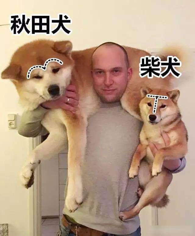 柴犬和秋田犬的区别有哪些（ 日本柴犬和秋田犬的不同之处） 第15张