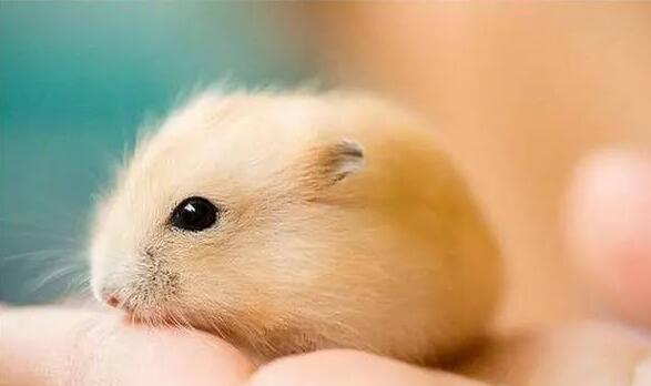 仓鼠掉毛是什么原因引起的（仓鼠掉毛的原因及解决方法） 第1张