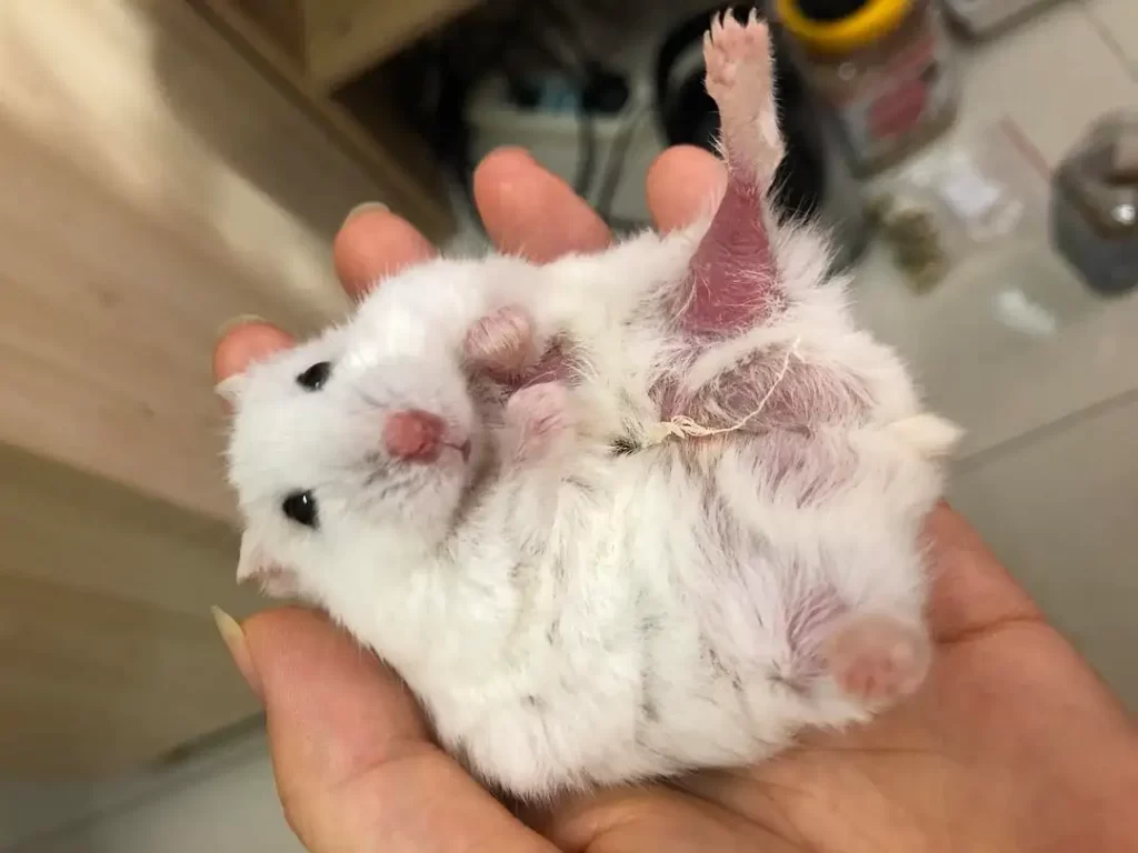 仓鼠掉毛是什么原因引起的（仓鼠掉毛的原因及解决方法） 第3张