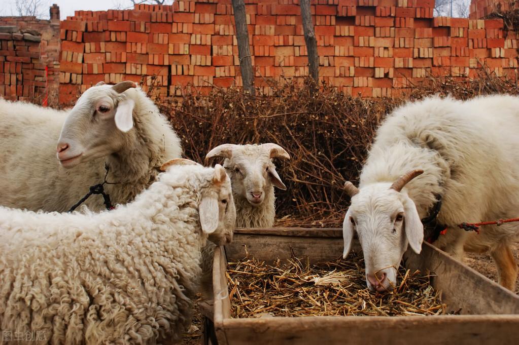 羊催肥最简单方法是什么（养羊技术及羊的养殖方法） 第1张