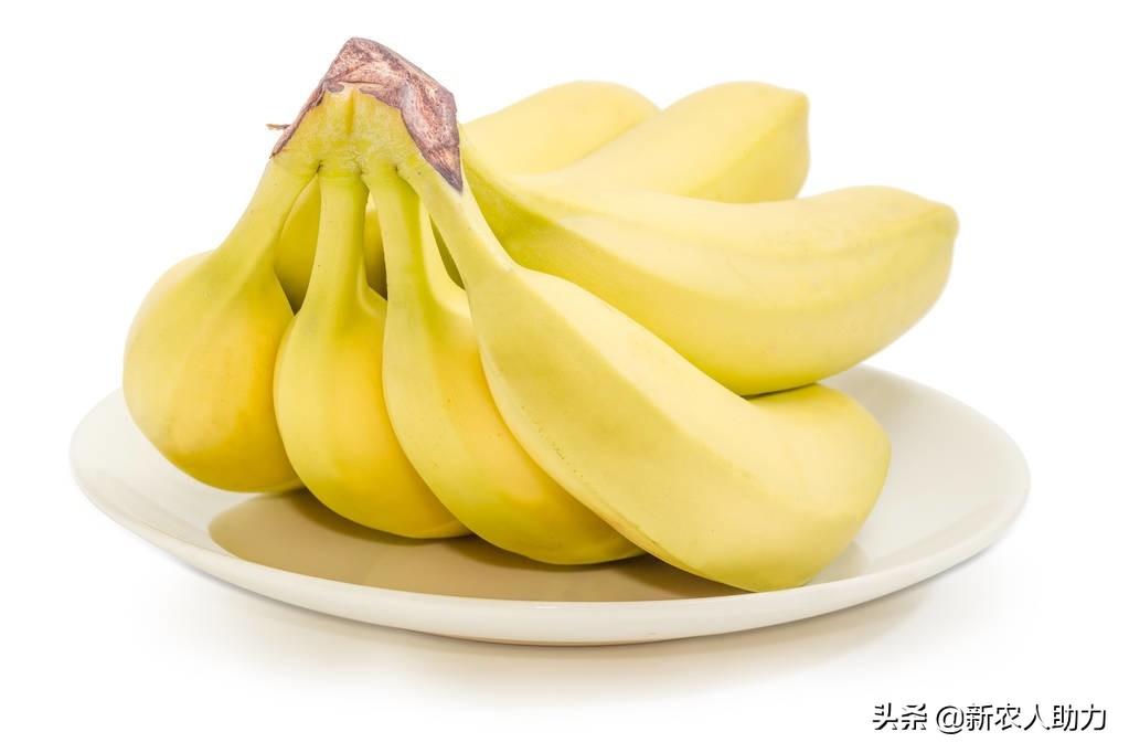 香蕉如何快速催熟（生香蕉最简单的催熟方法） 第9张