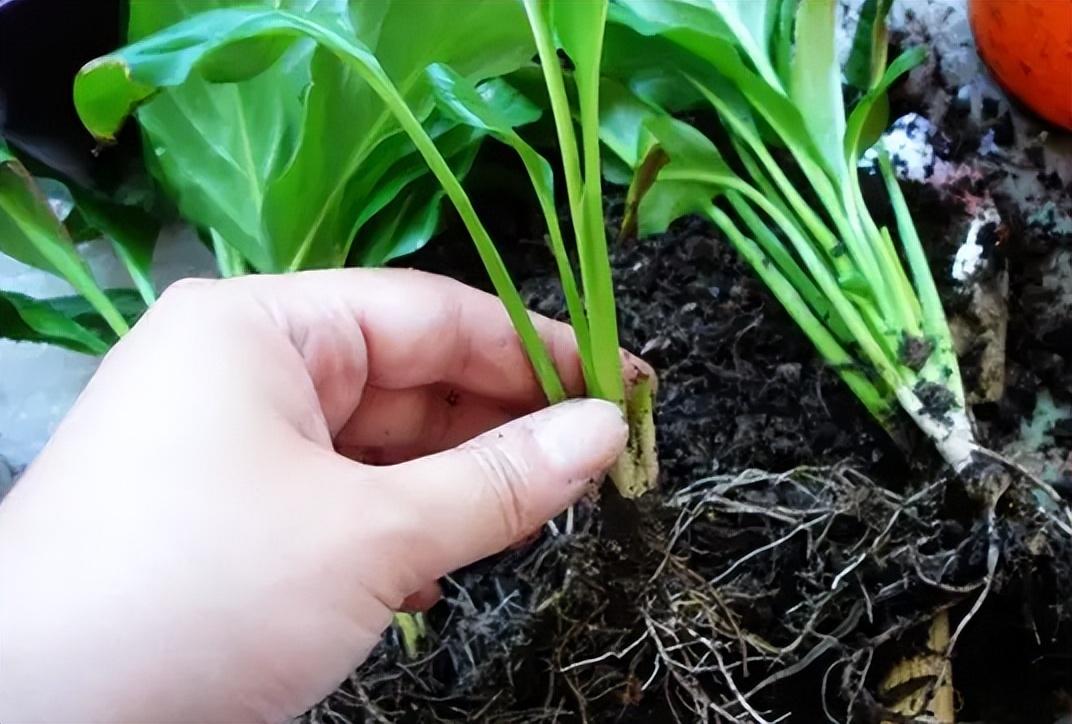 一帆风顺花怎么养开花（一帆风顺植物的简介及养殖方法） 第3张