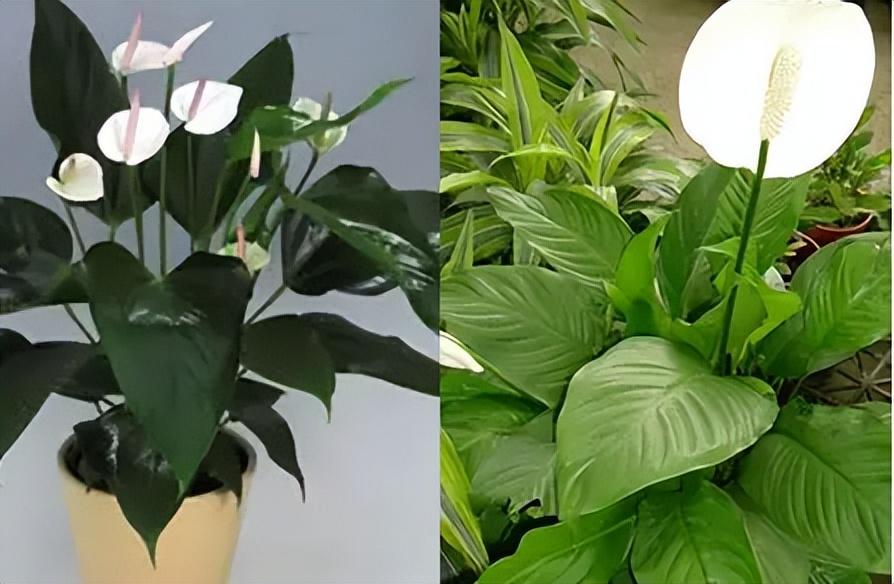 一帆风顺花怎么养开花（一帆风顺植物的简介及养殖方法） 第7张