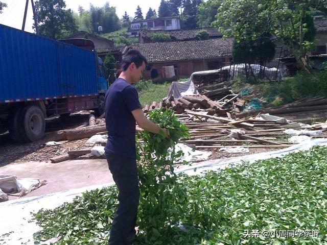 水仙和肉桂的区别与优势（水仙茶和肉桂茶的不同之处） 第3张