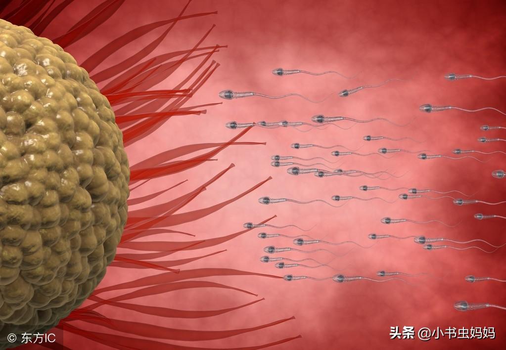 同房后如何才能快速怀孕（怀孕又快又准的5个方法） 第5张