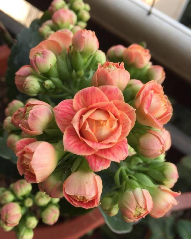 秋天适合种什么花（适合秋天养的10种花介绍） 第9张