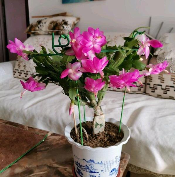秋天适合种什么花（适合秋天养的10种花介绍） 第13张