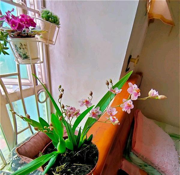 秋天适合种什么花（适合秋天养的10种花介绍） 第23张