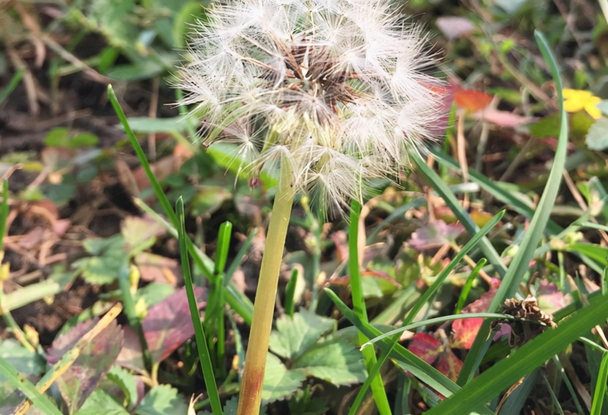 蒲公英有什么功效（ 蒲公英的用途和作用） 第7张