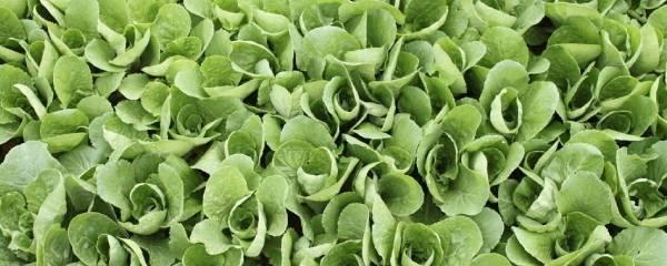 立秋后种什么蔬菜合适（适合秋季室外种植的蔬菜） 第1张