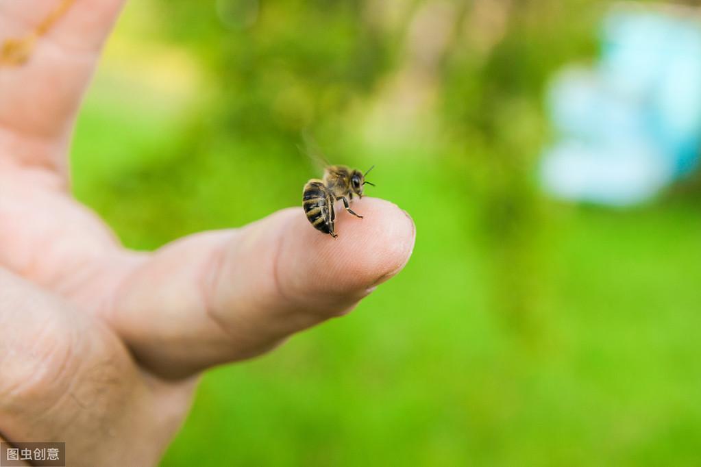 蜜蜂蛰了怎么处理（蜜蜂蛰伤急救秘籍） 第1张