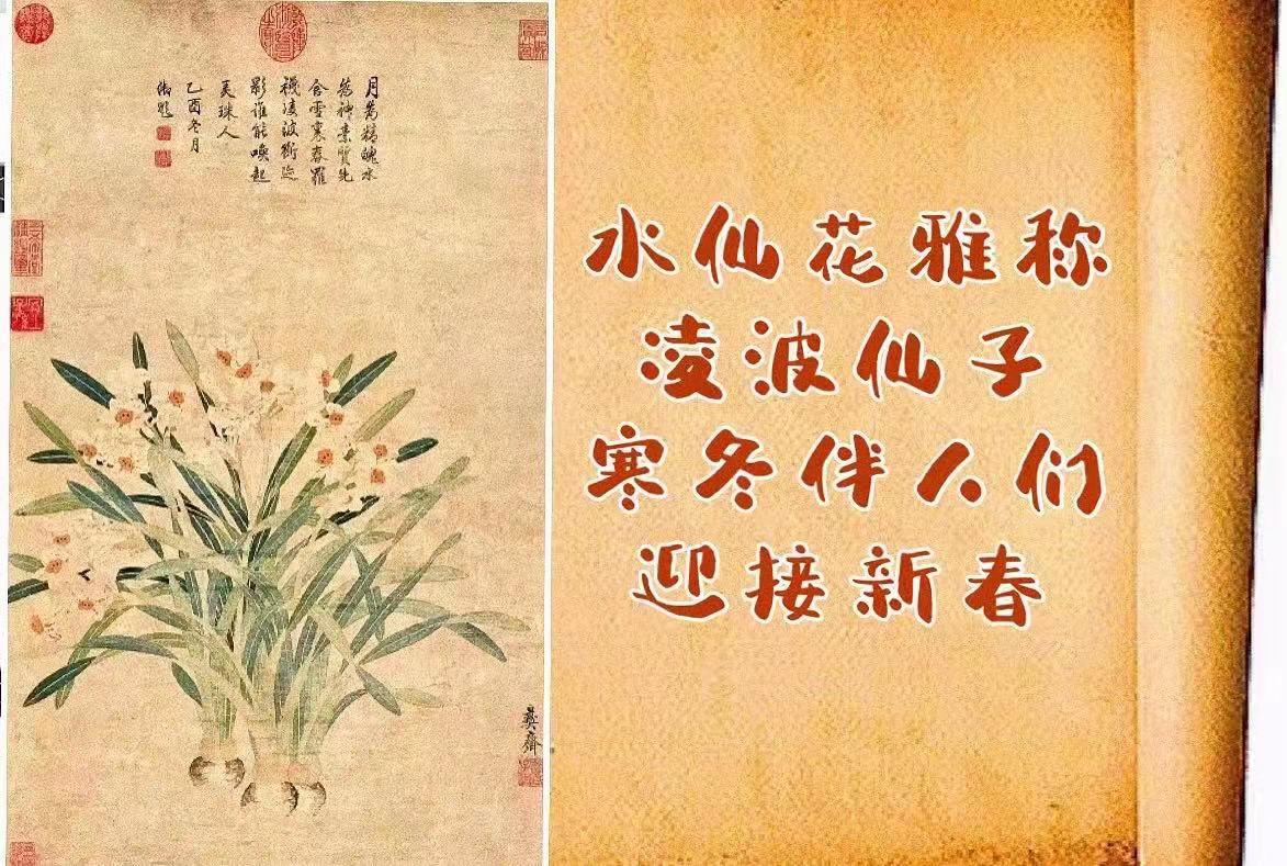 凌波仙子是什么花的美称（凌波仙子的来历了解） 第1张