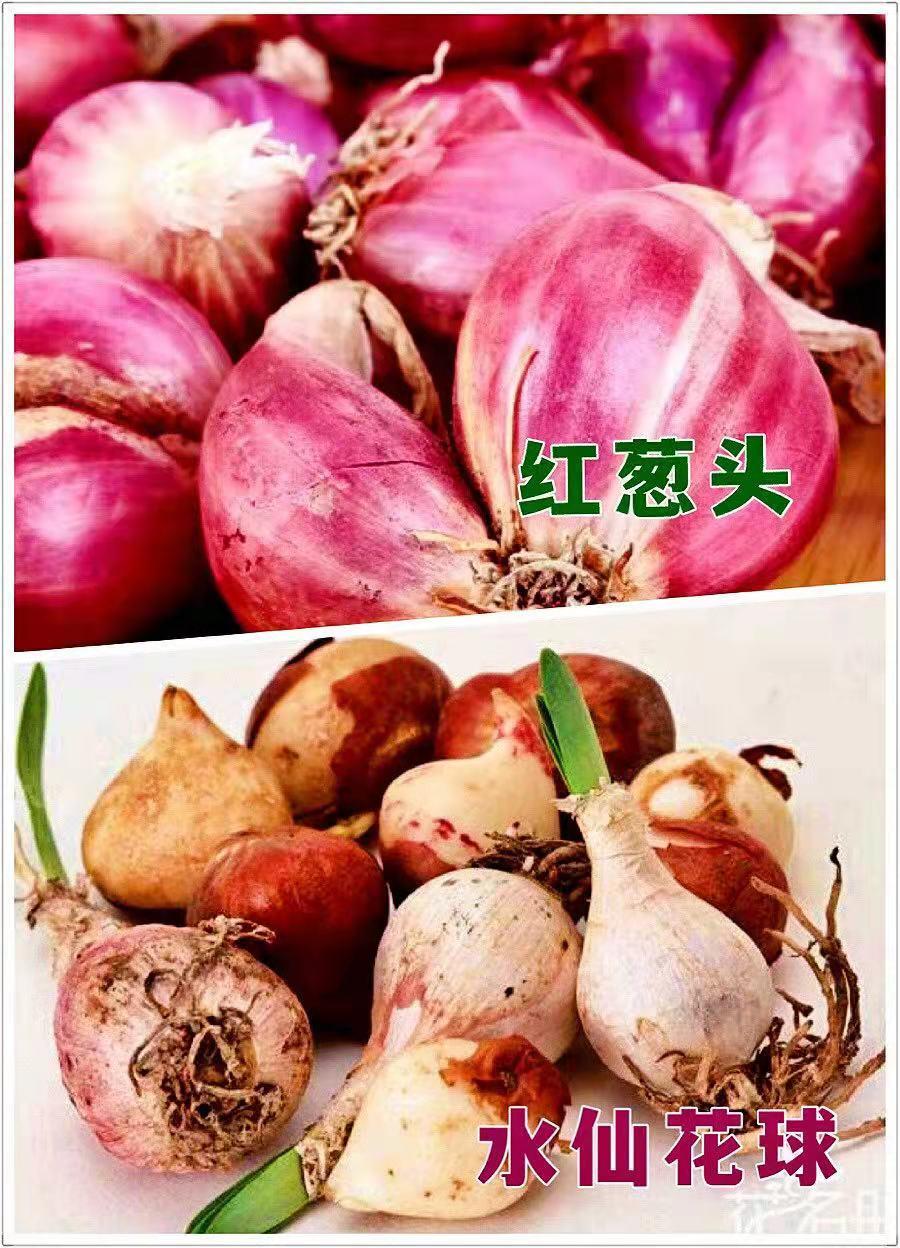凌波仙子是什么花的美称（凌波仙子的来历了解） 第7张