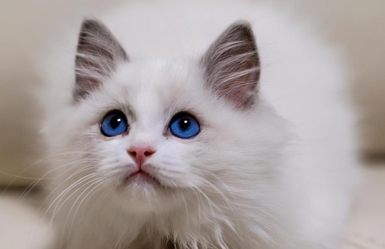 猫咪的品种有哪些（常见的6种猫咪种类） 第1张