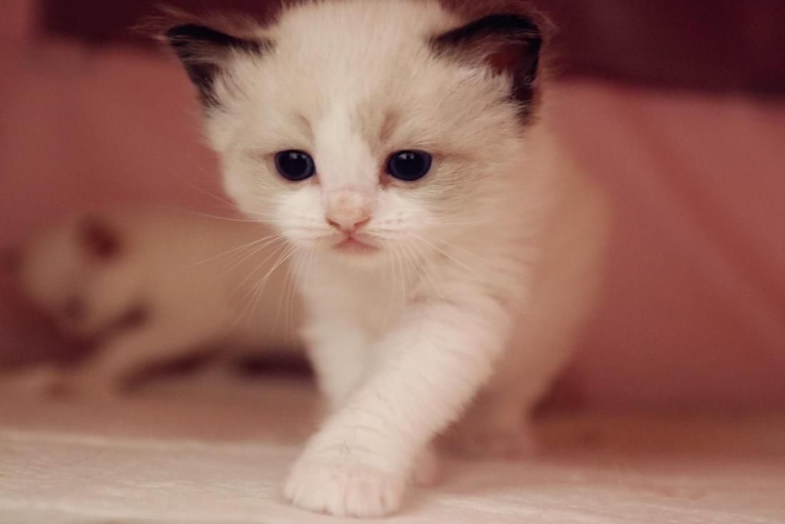 猫咪的品种有哪些（常见的6种猫咪种类） 第3张