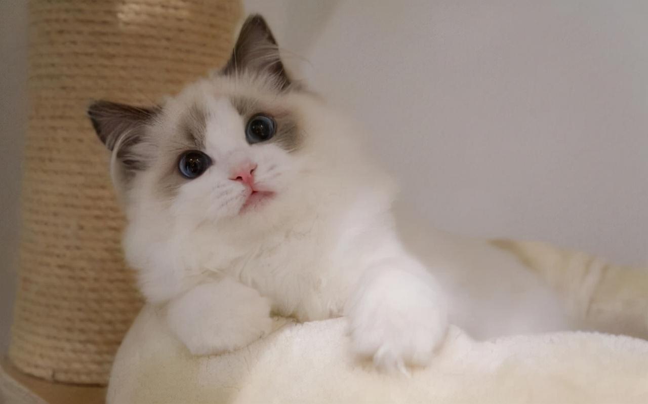 猫咪的品种有哪些（常见的6种猫咪种类） 第5张