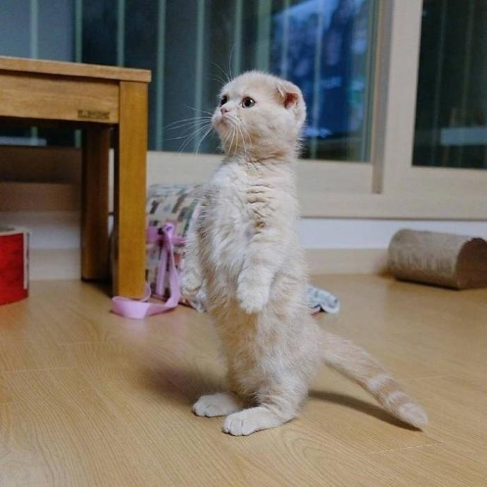 猫咪的品种有哪些（常见的6种猫咪种类） 第9张