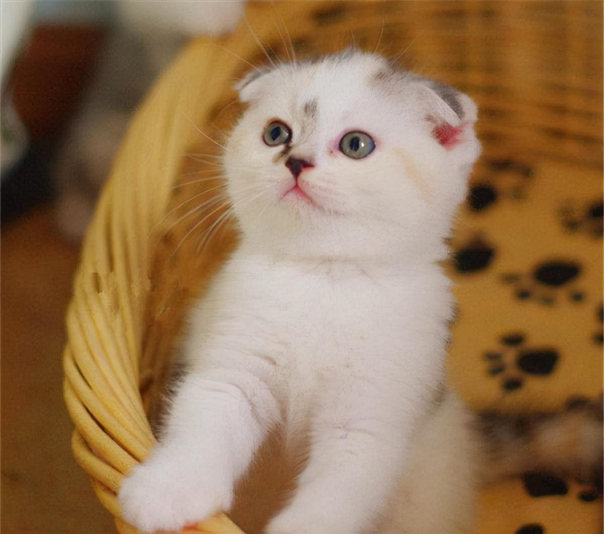 猫咪的品种有哪些（常见的6种猫咪种类） 第11张