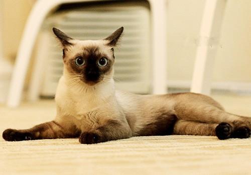 猫咪的品种有哪些（常见的6种猫咪种类） 第13张