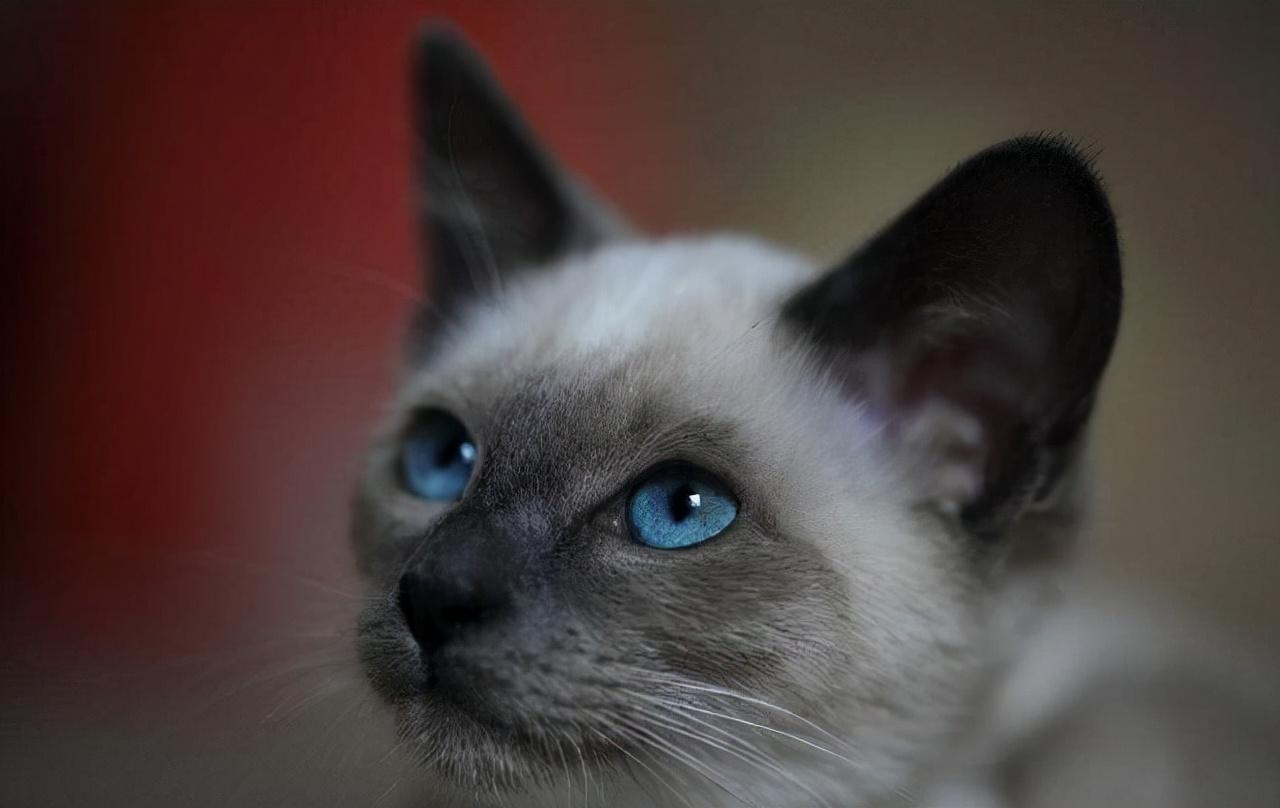 猫咪的品种有哪些（常见的6种猫咪种类） 第15张
