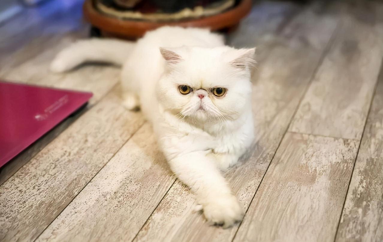 猫咪的品种有哪些（常见的6种猫咪种类） 第19张