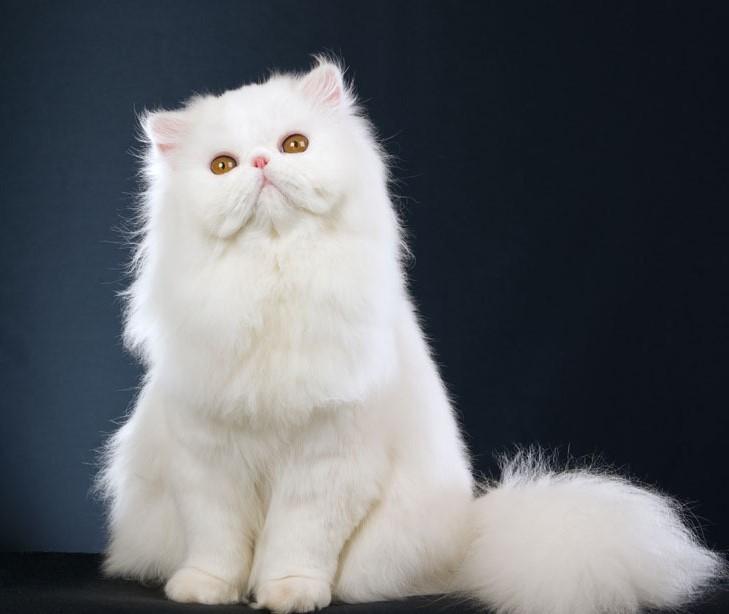 猫咪的品种有哪些（常见的6种猫咪种类） 第21张