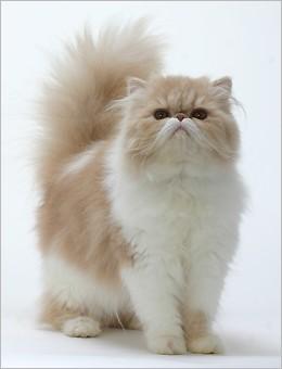 猫咪的品种有哪些（常见的6种猫咪种类） 第23张