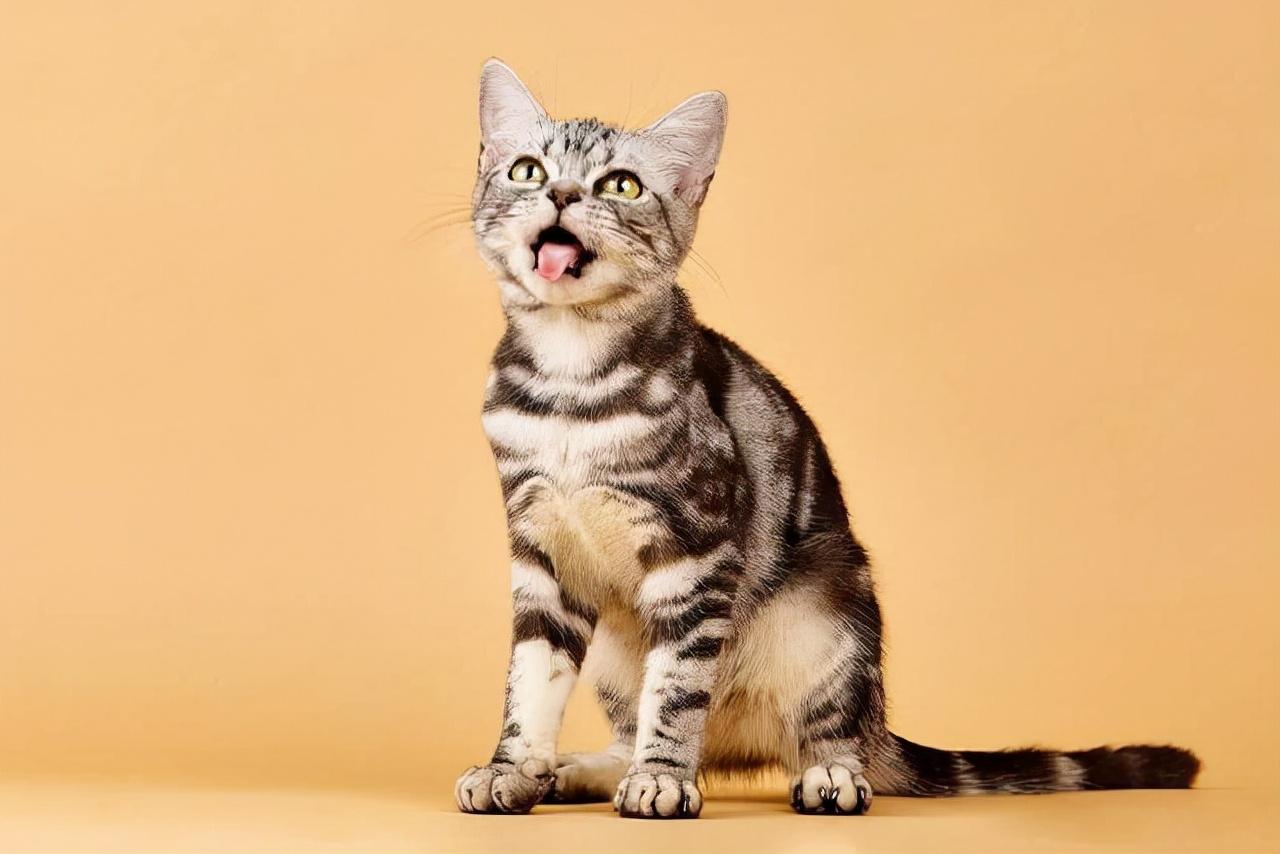 猫咪的品种有哪些（常见的6种猫咪种类） 第25张
