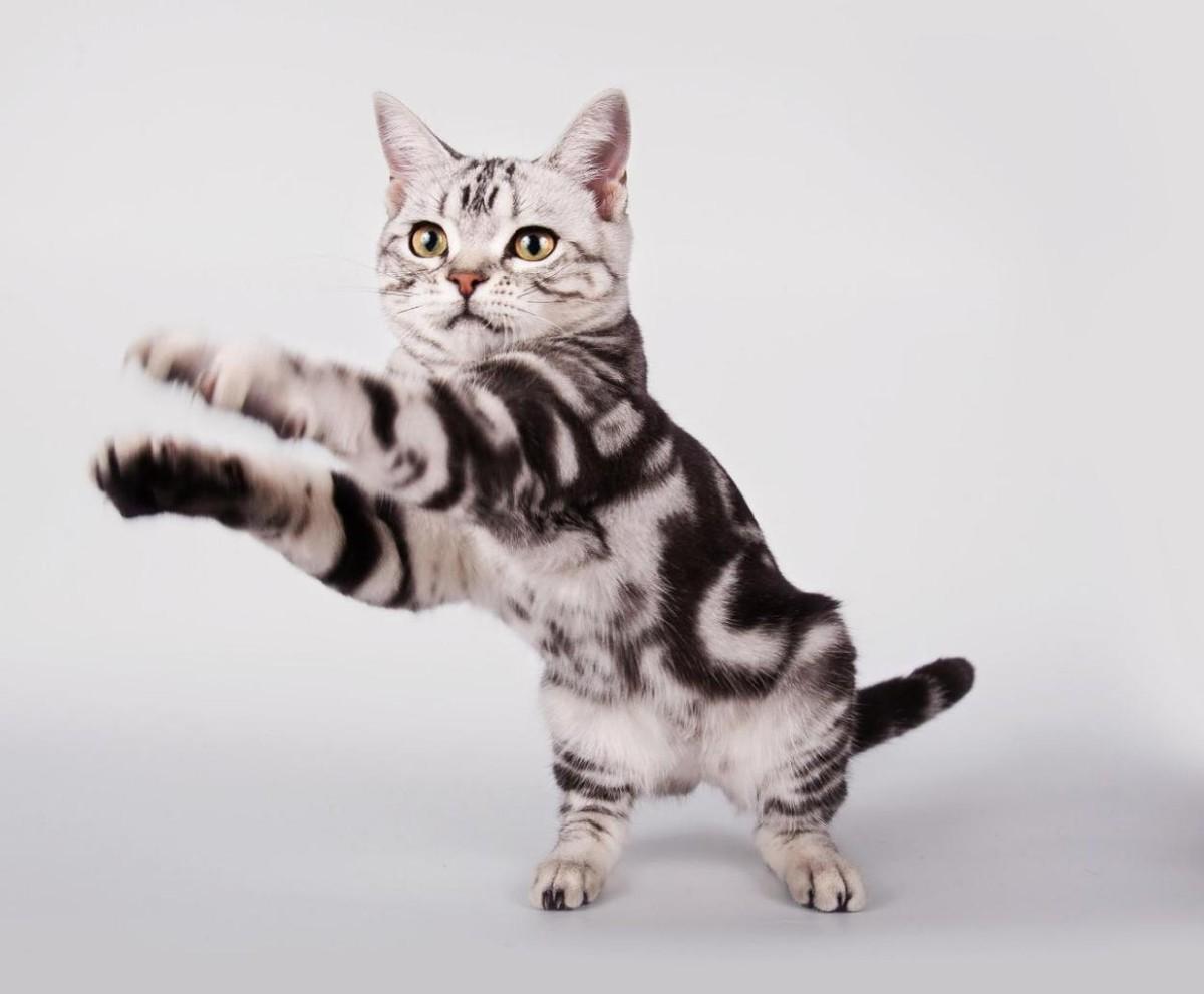 猫咪的品种有哪些（常见的6种猫咪种类） 第27张