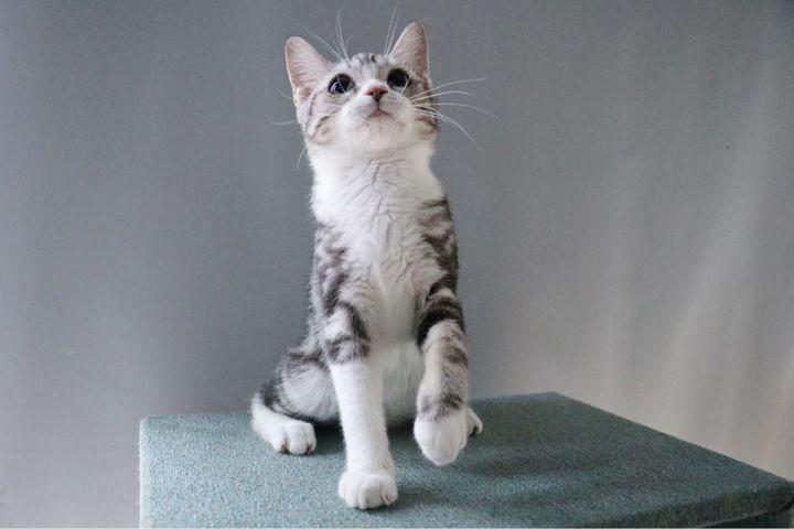 猫咪的品种有哪些（常见的6种猫咪种类） 第29张