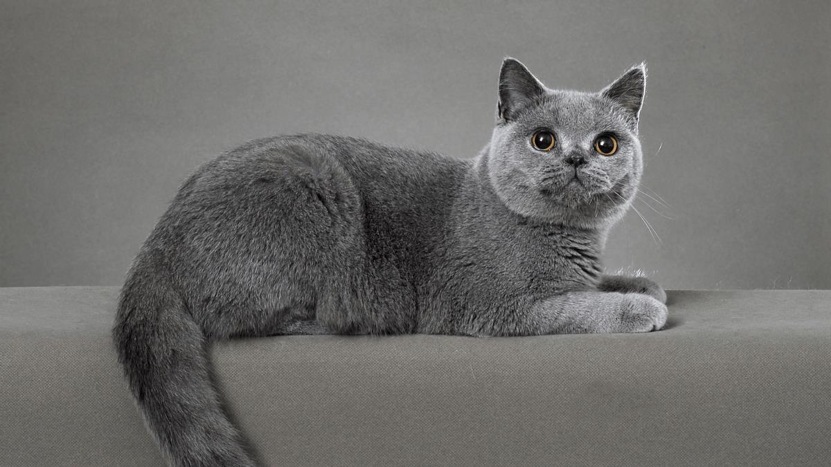 猫咪的品种有哪些（常见的6种猫咪种类） 第31张