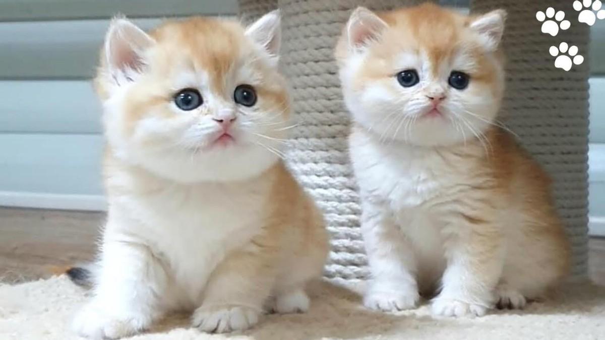 猫咪的品种有哪些（常见的6种猫咪种类） 第35张