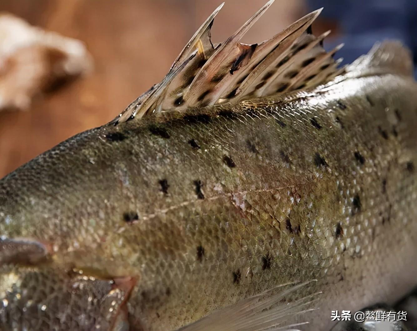 海鲈鱼怎么做好吃（海鲈鱼的家常做法大全） 第5张