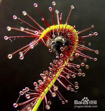 哪种植物也是吃肉的（介绍五种吃肉的植物） 第7张