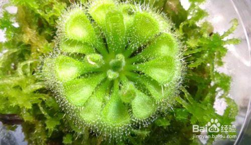 哪种植物也是吃肉的（介绍五种吃肉的植物） 第9张