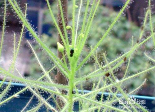 哪种植物也是吃肉的（介绍五种吃肉的植物） 第11张