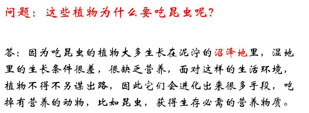 哪种植物也是吃肉的（介绍五种吃肉的植物） 第13张