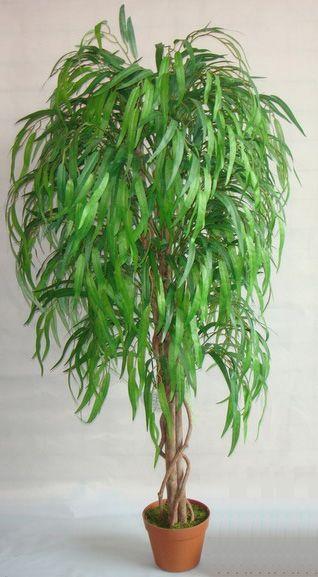 哪种植物也是吃肉的（介绍五种吃肉的植物） 第15张