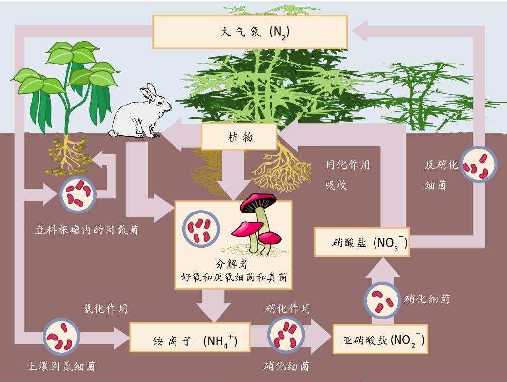 哪种植物也是吃肉的（介绍五种吃肉的植物） 第17张