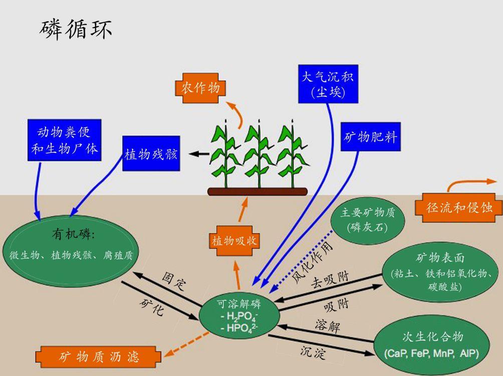 哪种植物也是吃肉的（介绍五种吃肉的植物） 第19张