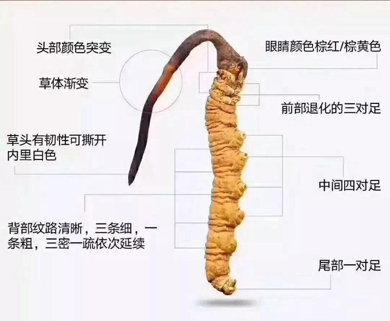 冬虫夏草怎么鉴别真假（关于冬虫夏草的真假区分方法） 第1张