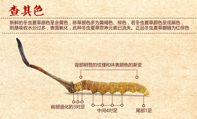 冬虫夏草怎么鉴别真假（关于冬虫夏草的真假区分方法） 第3张