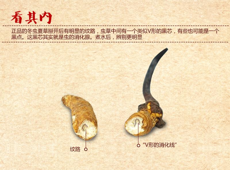 冬虫夏草怎么鉴别真假（关于冬虫夏草的真假区分方法） 第7张