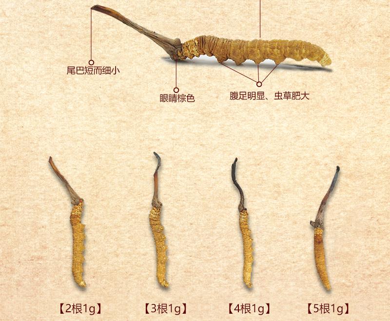 冬虫夏草怎么鉴别真假（关于冬虫夏草的真假区分方法） 第9张