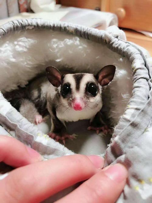 寒号鸟是种什么动物怎么读（关于寒号鸟的种类了解） 第1张