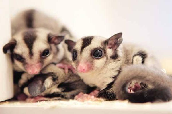 寒号鸟是种什么动物怎么读（关于寒号鸟的种类了解） 第5张