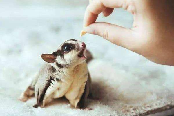 寒号鸟是种什么动物怎么读（关于寒号鸟的种类了解） 第7张