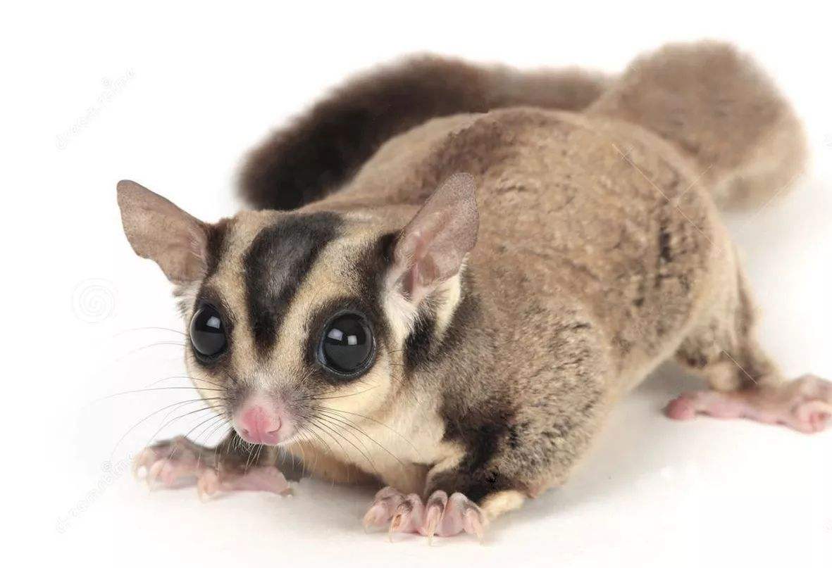 寒号鸟是种什么动物怎么读（关于寒号鸟的种类了解） 第9张