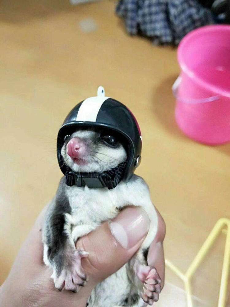 寒号鸟是种什么动物怎么读（关于寒号鸟的种类了解） 第11张